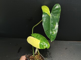 Various views of Philodendron Burle Marx cultivars featuring green, yellow variegata and mint variegated leaves, tropical houseplant collection © GeoWild