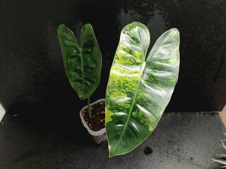 Various views of Philodendron Burle Marx cultivars featuring green, yellow variegata and mint variegated leaves, tropical houseplant collection © GeoWild