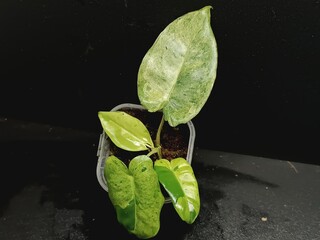 Various views of Philodendron Burle Marx cultivars featuring green, yellow variegata and mint variegated leaves, tropical houseplant collection © GeoWild