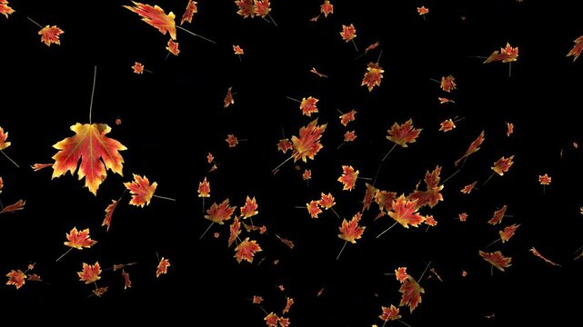 Colorful autumn maple leaves falling on transparent alpha channel background. Halloween fall season overlay animation for video compositing and decoration. Seamless loop 3d rendering animation.