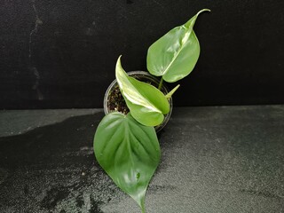 Various views of rare Philodendron hederaceum Rio houseplant showing distinct silver, cream and green variegated leaves © GeoWild