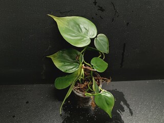 Various views of rare Philodendron hederaceum Rio houseplant showing distinct silver, cream and green variegated leaves © GeoWild
