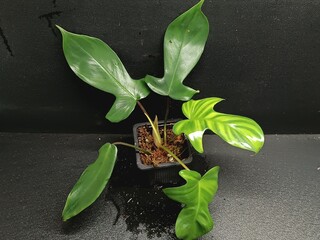 Various views of Philodendron Florida Beauty variegated and Florida Green houseplants displaying lobed leaf shapes © GeoWild