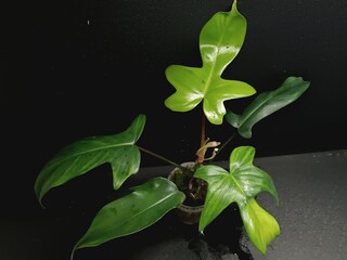 Various views of Philodendron Florida Beauty variegated and Florida Green houseplants displaying lobed leaf shapes © GeoWild