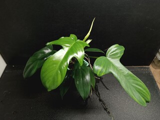 Various views of Philodendron Florida Beauty variegated and Florida Green houseplants displaying lobed leaf shapes © GeoWild