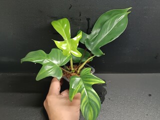 Various views of Philodendron Florida Beauty variegated and Florida Green houseplants displaying lobed leaf shapes © GeoWild