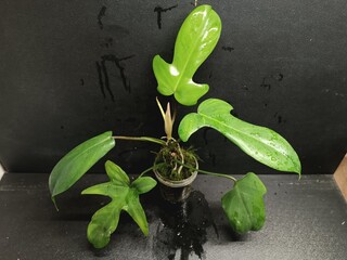 Various views of Philodendron Florida Beauty variegated and Florida Green houseplants displaying lobed leaf shapes © GeoWild