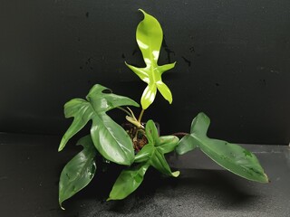 Various views of Philodendron Florida Beauty variegated and Florida Green houseplants displaying lobed leaf shapes © GeoWild