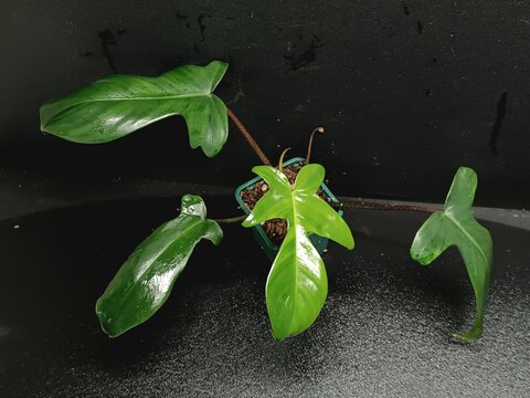 Various views of Philodendron Florida Beauty variegated and Florida Green houseplants displaying lobed leaf shapes