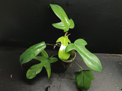 Various views of Philodendron Florida Beauty variegated and Florida Green houseplants displaying lobed leaf shapes