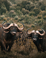 Two African buffalo facing the camera in tall grass © Даниил Остролуцкий