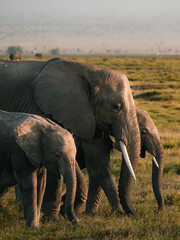 African elephant family walking with a young calf © Даниил Остролуцкий