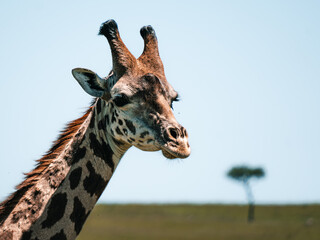 Close giraffe portrait against open African savanna © Даниил Остролуцкий