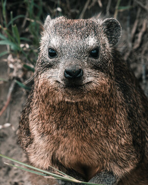 Close portrait of a rock hyrax looking at the camera