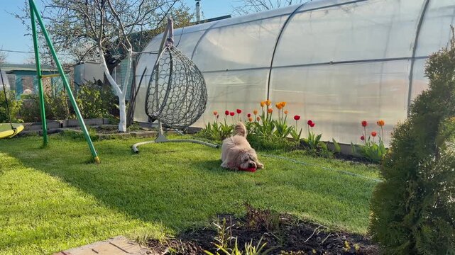Brown curly doodle dog walking in a blooming flower garden in spring