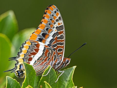 Ninfa del corbezzolo - Charaxes jasius