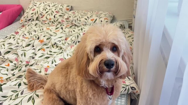 A cute brown curly-haired doodle dog, such as a Goldendoodle, Labradoodle, or Cavapoo, sitting on a bed at home.