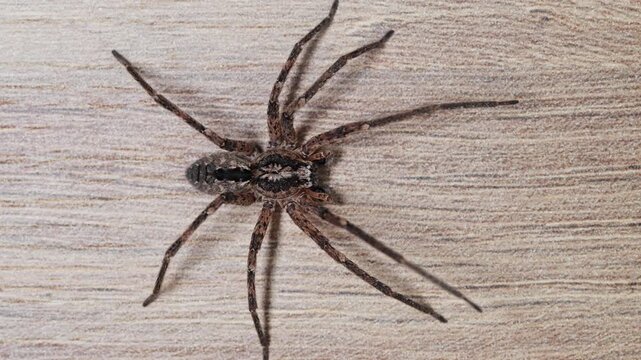 Close up view of a false wolf spider resting on a wooden cabinet door as the camera pans right in a residential home
