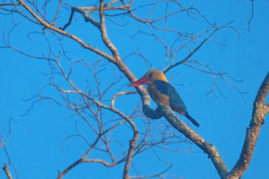 Stork billed kingfisher, in Kinabangtan, Borneo.