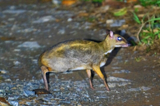 Greater Mouse Deer, on the move in a pitch black, night safari, in Tabin, Borneo.