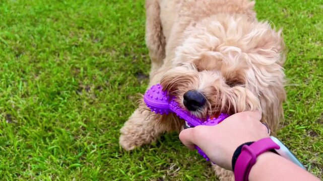 Brown curly doodle dog playing with a toy while a hand pulls and tugs it