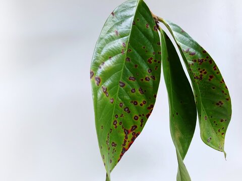 Close up of diseased green leaves with dark spots isolated on white background