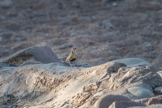 Female Grey Backed sparrow lark in the Namib Desert, Namibia, Africa