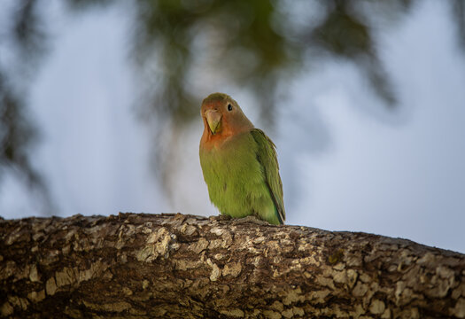 Love bird Parrot on a branch in Damaraland, Namibia, Africa