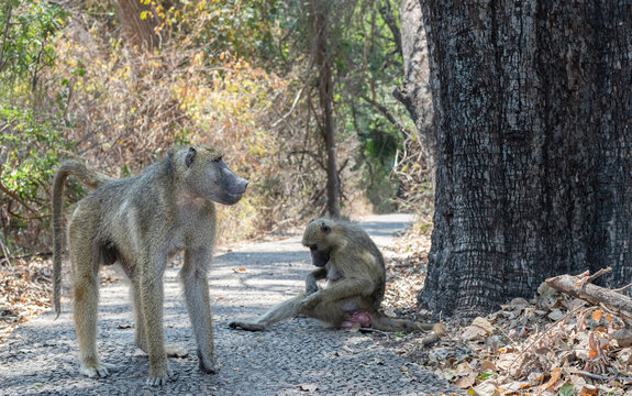Chacma baboons on a path at Victoria Falls, Zimbabwe