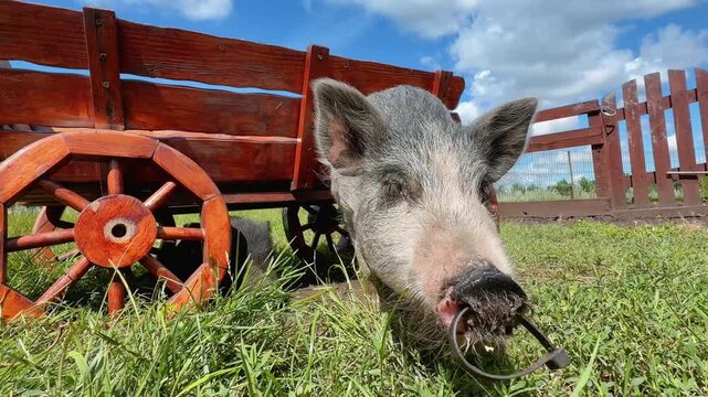 Cute mini pigs walking and exploring on a farm on a bright sunny day.