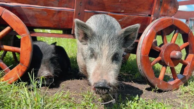 Cute mini pigs walking and exploring on a farm on a bright sunny day.
