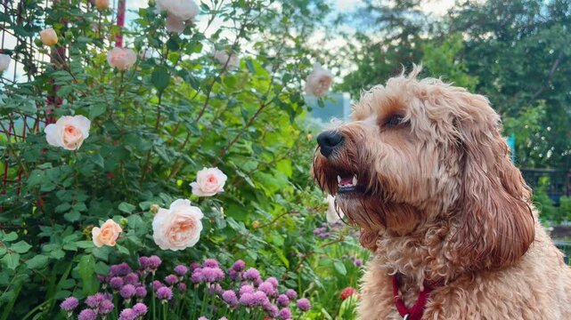 Brown curly doodle dog walking in a blooming flower garden in spring