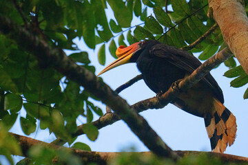 Rhinocerus Hornbill in dusk sunlight lighting, Tabin, Borneo. © Peter