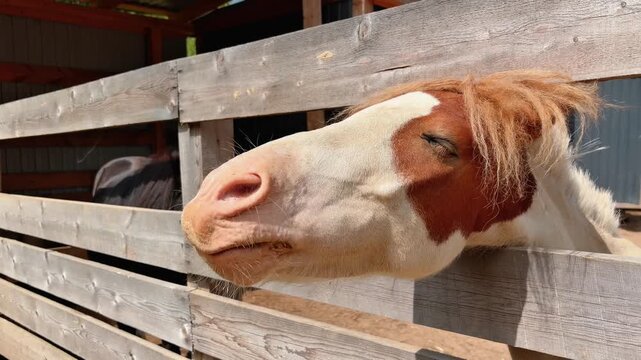 A horse stretching its head out through the wooden fence of a paddock on a farm. The friendly animal looks curious and gentle, interacting with the surroundings in a rural setting.
