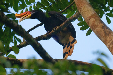 Rhinocerus Hornbill perching, in Tabin, Borneo. © Peter
