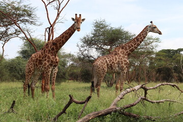 Girafas num safari africano no Senegal © Cleber
