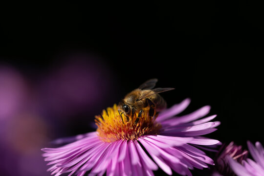 A honeybee is searching for pollen on an aster. The background is dark. There's plenty of space for text.