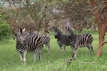 Zebras num safari africano no Senegal © Cleber