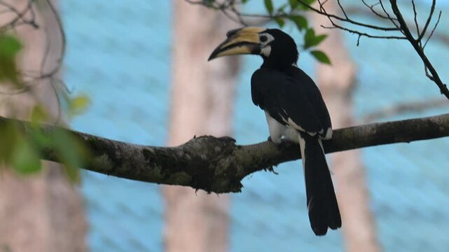 Oriental Pied Hornbill hopping across a jungle branch, in Tabin, Borneo.