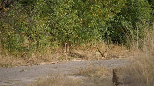 Telephoto Close Up of Wild Partridges Running on Abandoned Road. Countryside birds moving on old abandoned road with dry grass and bushes between fields during sunny autumn day.

