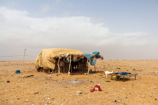 A traditional Rashaida tribe hut with a goat stands in the desert, Northern Red Sea, Massawa, Eritrea