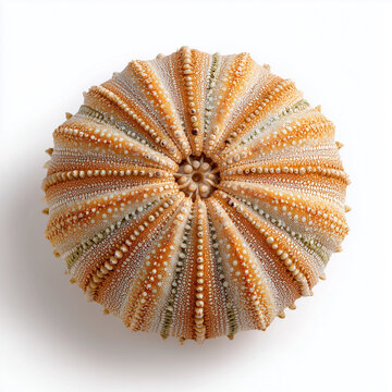 Textured brown sea urchin test with intricate pattern isolated on a pure white background