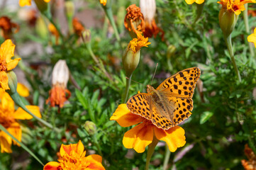 Queen of Spain fritillary butterfly (Issoria lathonia) with open wings resting on orange marigold flower in sunny garden © Nikolay Dimitrov