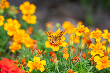 Queen of Spain fritillary butterfly (Issoria lathonia) with open wings resting on orange marigold flower in sunny garden © Nikolay Dimitrov