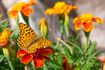 Queen of Spain fritillary butterfly (Issoria lathonia) with open wings resting on orange marigold flower in sunny garden © Nikolay Dimitrov