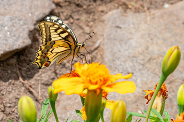 Old World swallowtail butterfly (Papilio machaon) profile view resting on bright yellow marigold flower in summer garden © Nikolay Dimitrov
