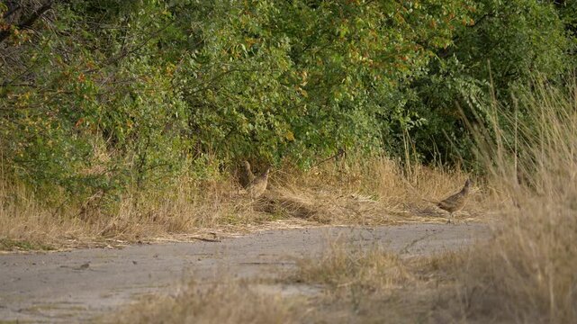 Telephoto Close Up of Wild Partridges Running on Abandoned Road. Countryside birds moving on old abandoned road with dry grass and bushes between fields during sunny autumn day.