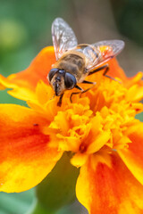 European hoverfly (Eristalis tenax) sitting on bright orange marigold flower collecting nectar in summer garden © Nikolay Dimitrov
