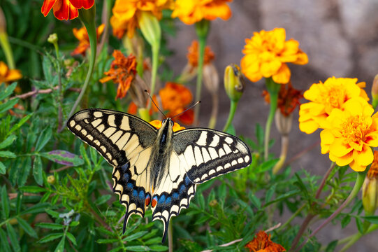 Old World swallowtail butterfly (Papilio machaon) resting on bright orange tagetes marigold flowers in summer garden