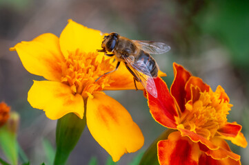 European hoverfly (Eristalis tenax) sitting on bright orange marigold flower collecting nectar in summer garden © Nikolay Dimitrov
